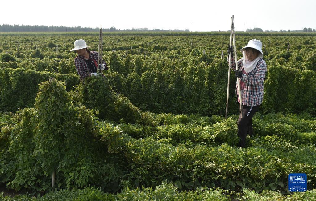 奔驰游戏网址